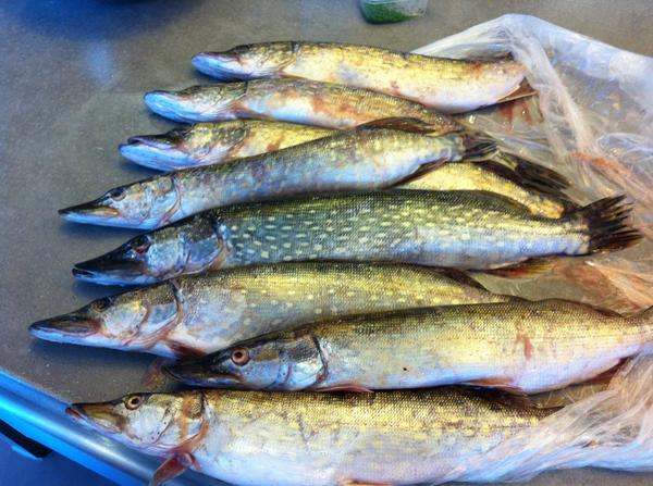 De vers gevangen snoek van martin kruidhof van de Lindenhof voor zijn gerecht morgen natuurlijk dineren