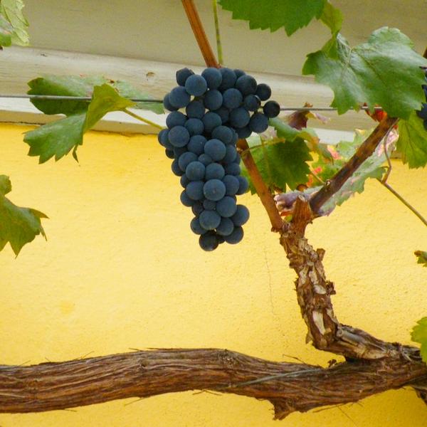 frankenwein's tweet photo. PiWi Hausstock (Regent) in #Zeilitzheim #Franken http://t.co/mOPcBY2uEJ