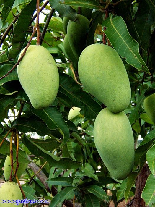 Auto999's tweet image. น่ากินมาก