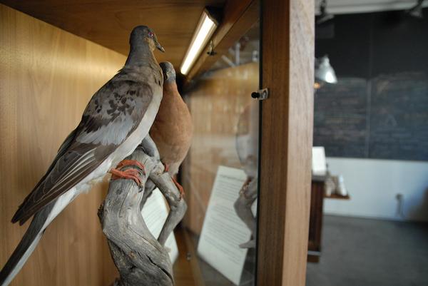 .@rombiodiversity ROM #PassengerPigeons migrate to California for deextinction display longnow.org/revive/events/…