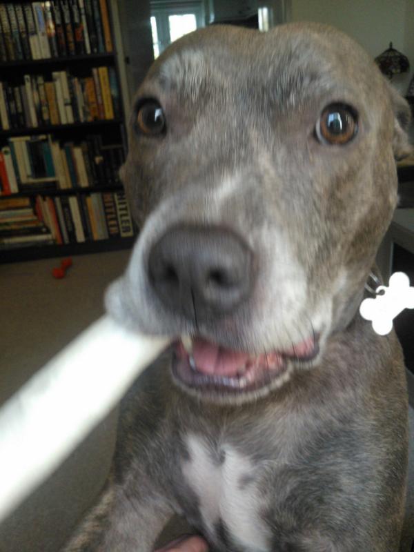 anubisdaniel's tweet image. Hey #k9hour Pals!! After yesterday&apos;s tragic events, thought this might cheer! #newchew xxx