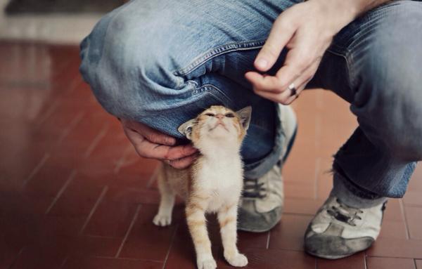 The Cult Cat (@elverojaguar) on Twitter photo 