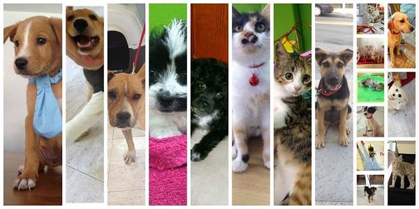ThePetShopGr's tweet photo. Ένα μεγάλο ευχαριστώ σε όσους υιοθέτησαν ζωάκι από το #ThePetShop. #adopt #dontshop http://t.co/0IBqULyZxT