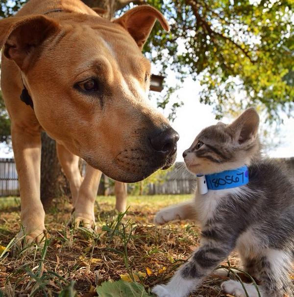imreadyforbed's tweet photo. #AdorablePuppyOfTheDay #AndKitty http://t.co/wkMNsuAkx0