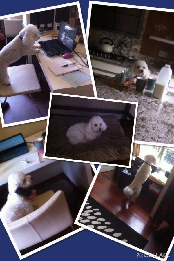 Bannerton_PR's tweet photo. TGIF - Coco's had a tough week at the office! #CocoCam http://t.co/Z8yb36ycyD