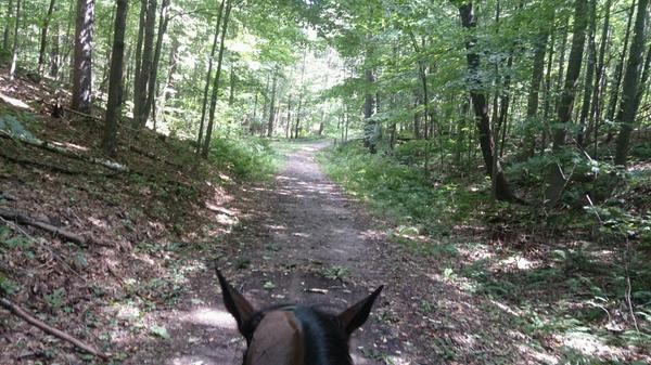 Not the worst view for a gallop! #frankthetank