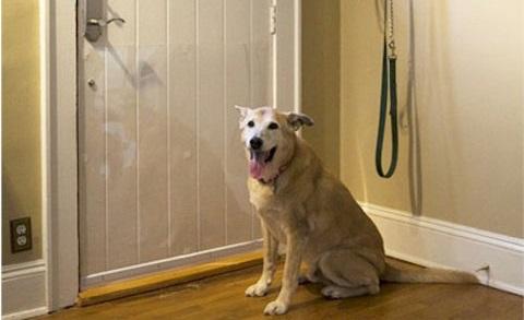 With Total Connect from All-Guard, you will know when the dog walker arrives. #TotalConnect