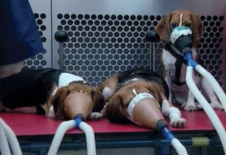 LabBeagle1030's tweet photo. The beagles in the cage next to me are being used in toxicity tests for the next 6 weeks. What kind of life is that? http://t.co/9SXaPUuqeE
