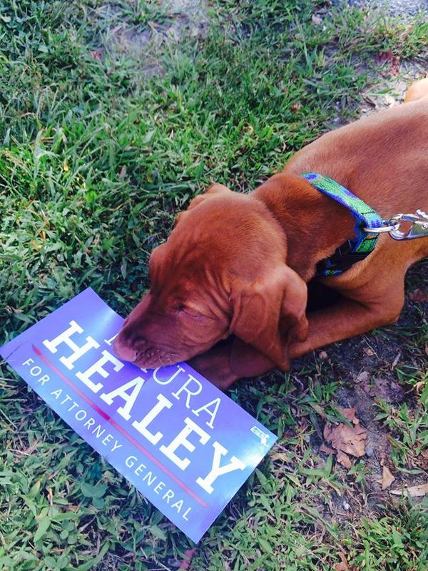 maura_healey's tweet photo. #HappyFriday #Dogs4Maura http://t.co/mu3fgoOinU