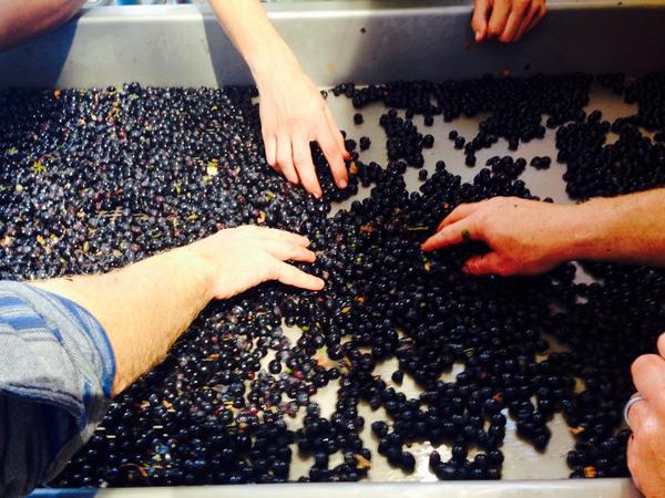 DemetriaEstate's tweet photo. Hand sorting the first Syrah of the year! #demetriaestate #2014harvest #syrah http://t.co/Wum16X1P8X