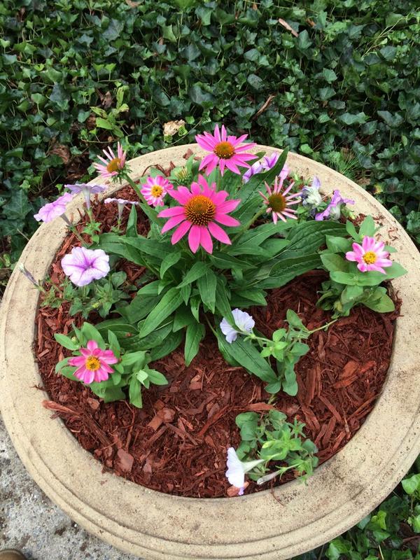 DsrService's tweet image. 