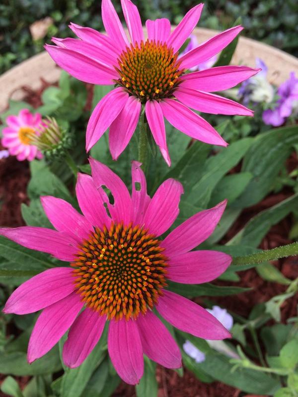 DsrService's tweet image. 