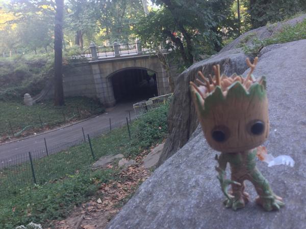 SoMeGeekLawyer's tweet photo. Oh, there he is! #GrootWar #CentralPark #AlwaysTheLastPlaceYouLook cc @Jenny_Newman http://t.co/cNv0fdxq0G