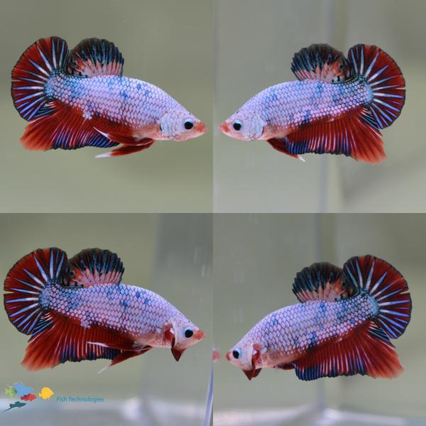 BettaFishTech tweet picture
