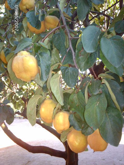 MASROMEU's tweet image. Vols fer #codonyat casolà? a #masromeu tenim els #codonys a punt de recollir. Escriu-nos alguna #receptadecuina