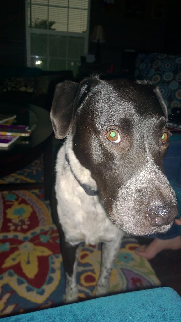 DukeOfSnuggles's tweet image. Hey, did you know the power went out?