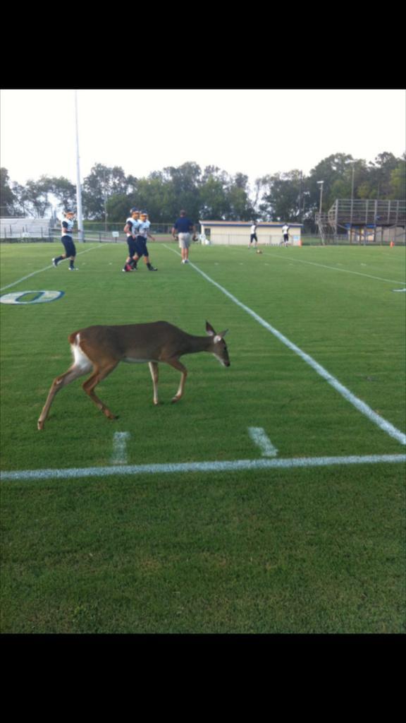 aisaonline's tweet photo. “@aldotcomPreps: Odd visitor to @AISAonline game; TA won 37-6 MT @MGReed15: #maconeast @aisaonline @taknightsfan http://t.co/jA5G6kc6A8”