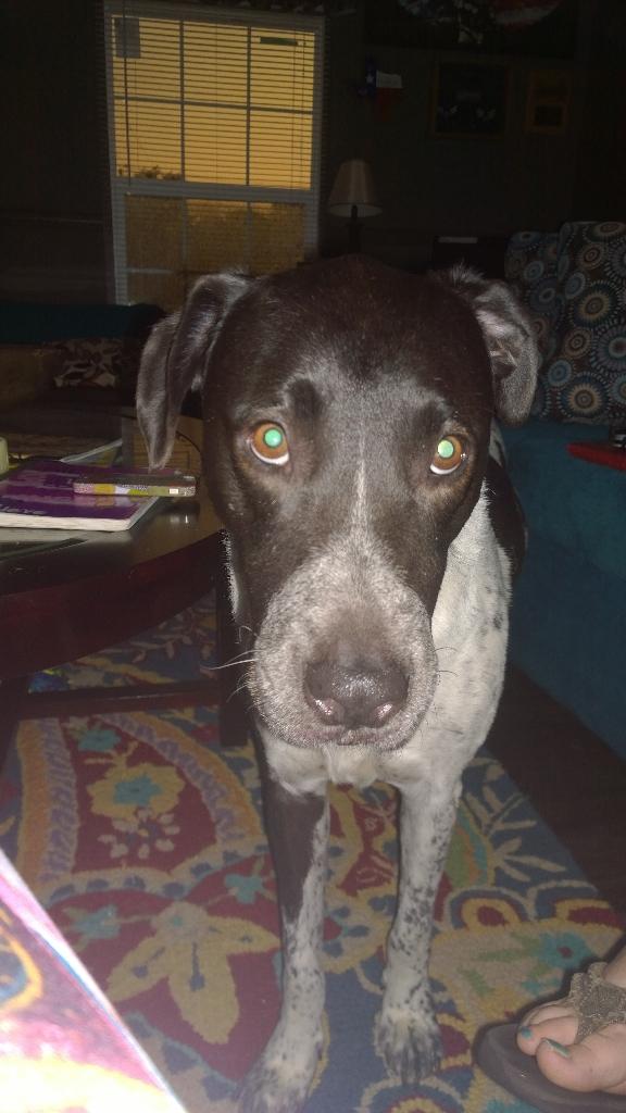 DukeOfSnuggles's tweet image. Hey, did you know the lights are still out and its thundering?