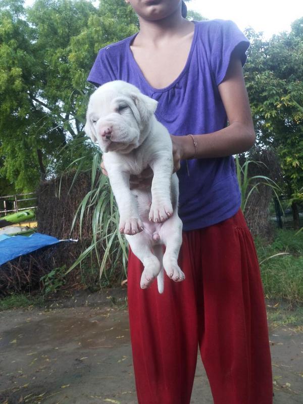 bully kutta puppies for sale near me