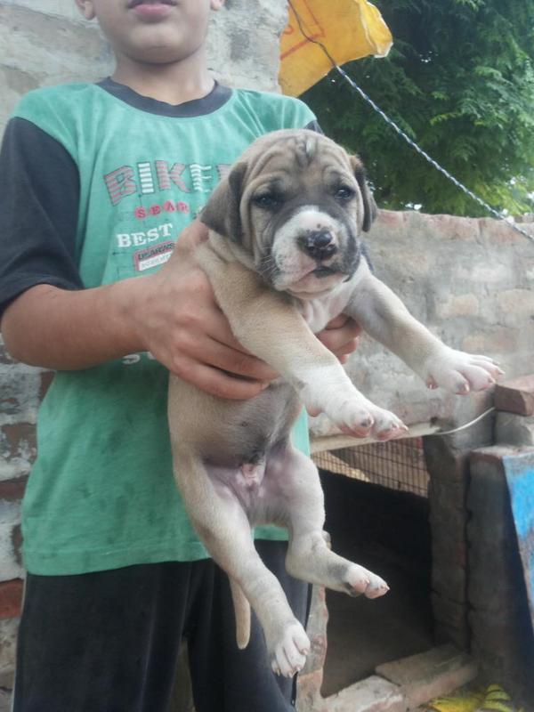 bully kutta puppies for sale near me