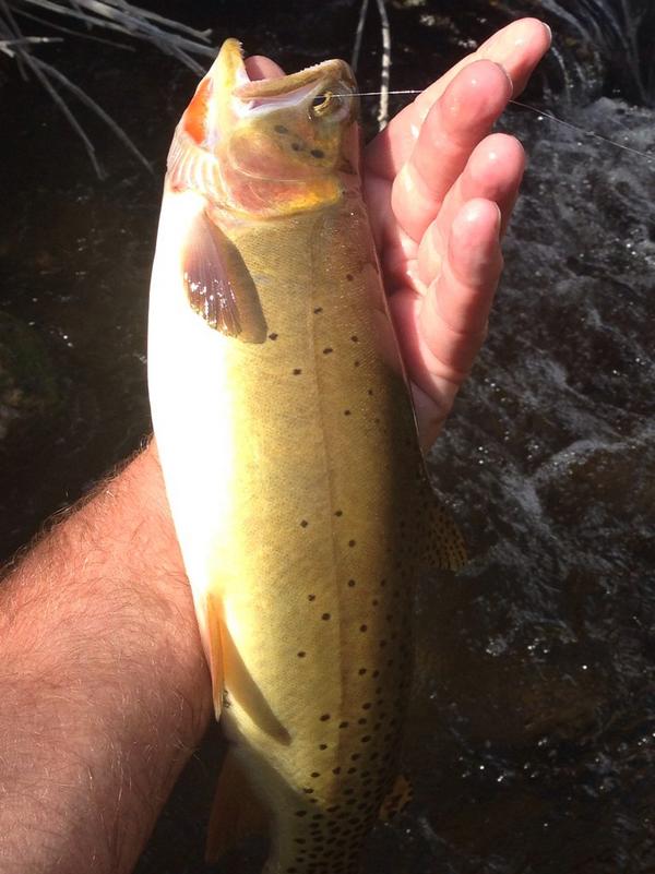 CDberg22's tweet image. September was meant for fishing!