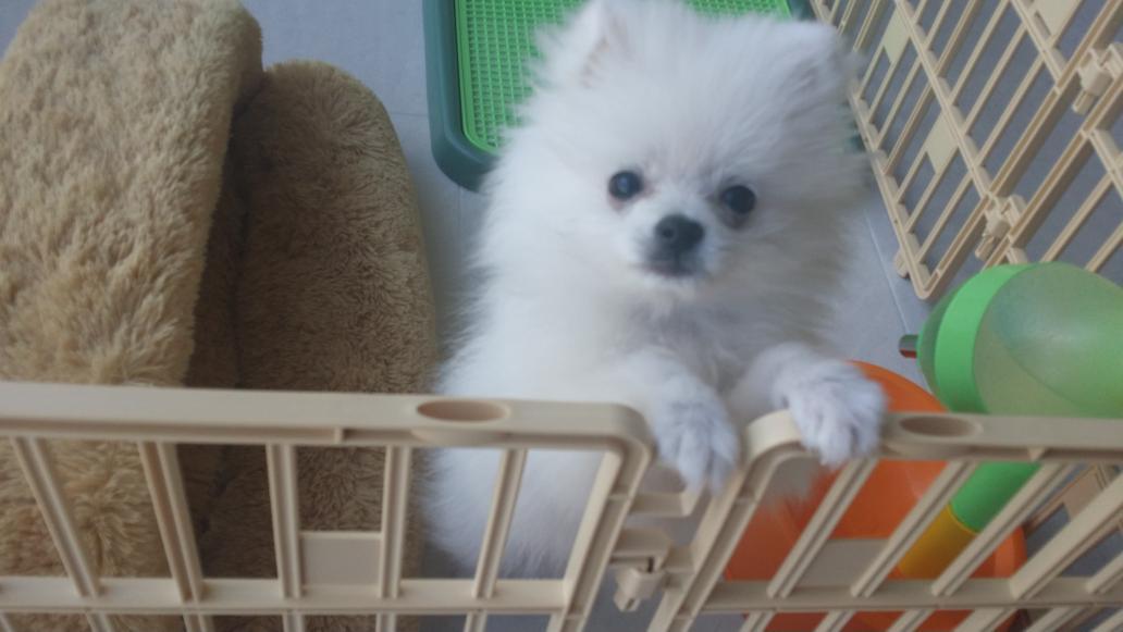 埋め込み画像への固定リンク