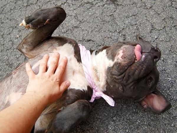 katharineknott's tweet photo. GOOD GOLLY...ITS MOLLY! #SaveMOLLY #Rescued Need Special person 2 #AdoptMOLLY 
2YR CUDDLEBUG W/HEART OF GOLD! SWEET! http://t.co/FkAk31BVnJ