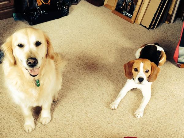 With my best friend. "Sit for a treat...." I am an over-achiever... #sit #iliedowninstead #bettertobesafe