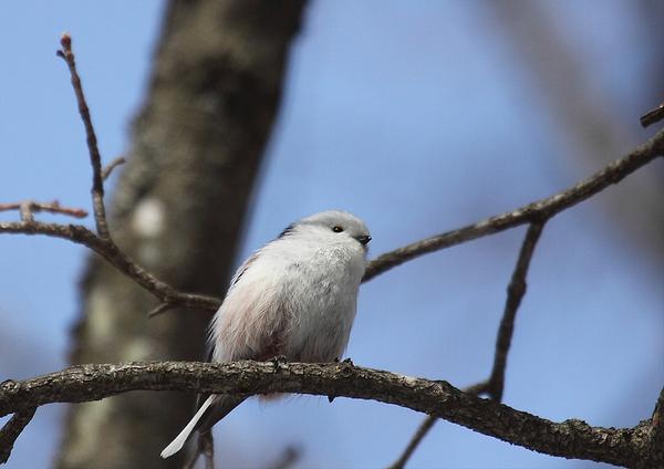 シマエナガbot tweet media