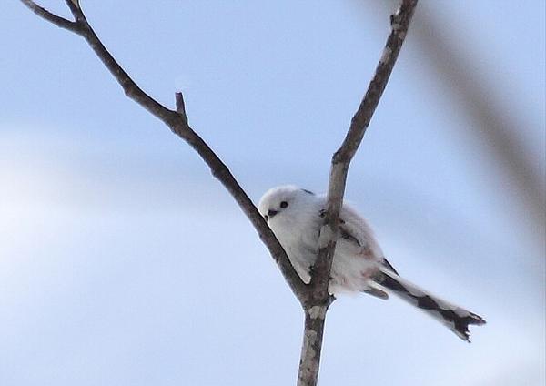 シマエナガbot tweet media