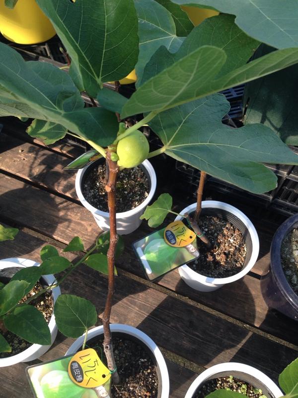 あげは 高梨 千加 イチジクの木を衝動買い 鉢植えでも育てられるって ただ 青皮種と書いてるので 赤くならない 熟したかわかるのかと おいしいのかがちょっと不安 Http T Co Oms0ept5cf あげは 高梨 千加 イチジクの木を衝動買い 鉢植えでも育てられるって ただ 青皮種と書いてるので 赤くならない 熟したかわかるのかと おいしいのかがちょっと不安 Http T Co Oms0ept5cf