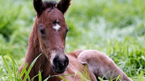 лошадь на фоне леса. животные кошка конь собака гнедой. корпус лошади. гнедой лузитано эстетика. мурка кошка конь.