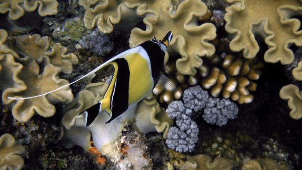 veoverde's tweet image. Descubre la riqueza natural de la Gran Barrera de Coral. buff.ly/1uSeKjc