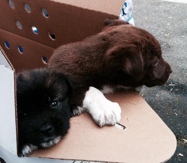 Lots of love here at @HumaneSociety #PetsForLife community event today! <a href="/MichaelVartan/">michael vartan</a> #Puppies