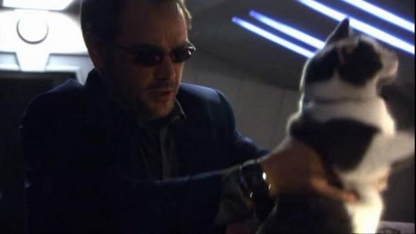 I'm babysitting some cats. Honestly, I'm the King of Hell and someone wanted /me/ to babysit cats!*cleans litter box*