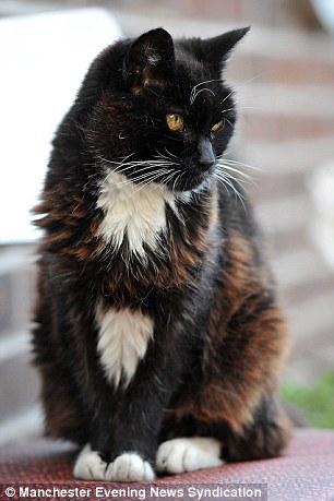 ¿Es Olive la gata mas vieja del mundo? tiene 24 años (113 años humanos) dailym.ai/1v1hrxY#i-1752… … vía <a href="/MailOnline/">Mail Online</a>