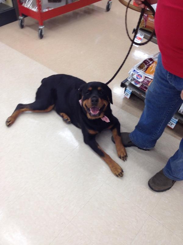 NERRNE's tweet photo. @K_Rottie: So it's supposed to be a Rottie day, but our friend at German Shepherd rescue stopped by! http://t.co/tqc7habucY