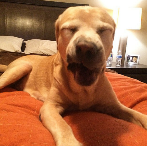HunterYellowLab's tweet photo. ah ah ah choo!  I thought allergy season was over http://t.co/ab2SRg2vKb