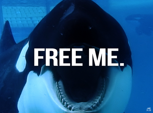 peta's tweet photo. If #SeaWorld TRULY cared about orcas, they'd send them to seaside sanctuaries. 

RT if u agree! #EmptyTheTanks http://t.co/DadeZO9raz
