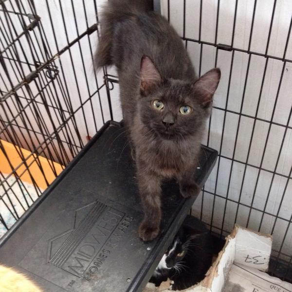 MASCOTASDECALLE's tweet photo. Ellos necesitan tu mano amiga! ayudalos llevándole 1 kilo de CatShow, arena!! Se quedaron sin insumos! http://t.co/z0aNTWAHd3