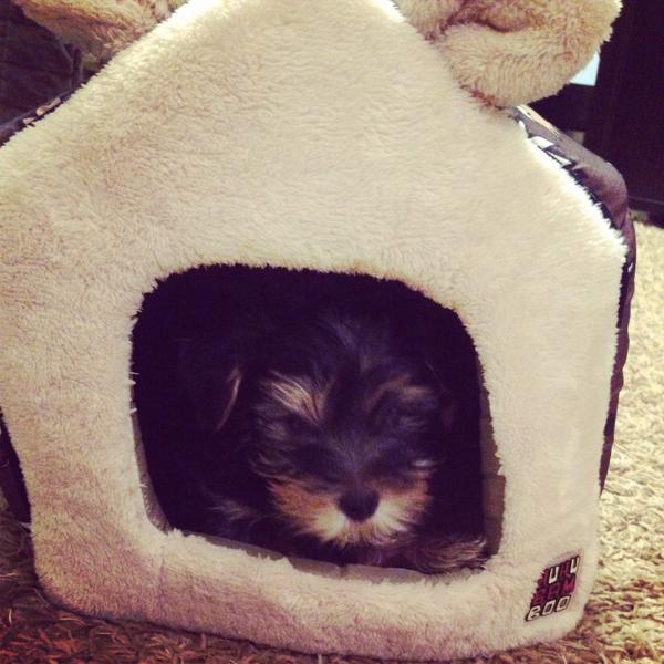 justkolpy's tweet image. The #cutest #dog in the #world