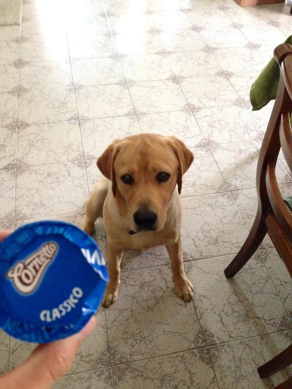 GiulioSepe's tweet photo. #puppy #Nelson 😝😍 http://t.co/tezvjZfyH1