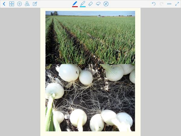 EdgarPeSe's tweet photo. #Cebollas, excelente Trabajo en  equipo. #Radifarm, #Viva, #Actiwave, #FerrileneTrium. @arturoagelmoron @cesarintc http://t.co/dwTbTLGRsc