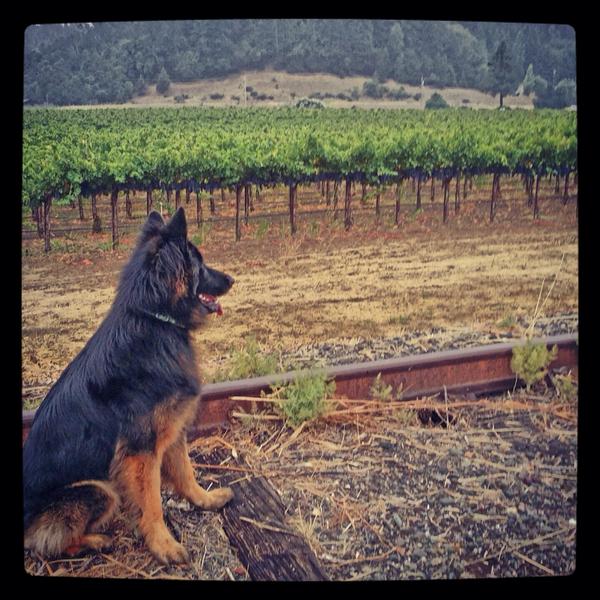 decoywine's tweet photo. Vineyard assistant Cora overseeing the first pick of Alexander Valley Cabernet from our Brownell Vineyard. http://t.co/gLNa37ryYJ