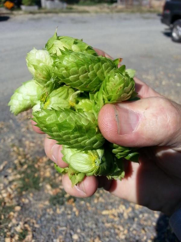 TheHopTop tweet picture