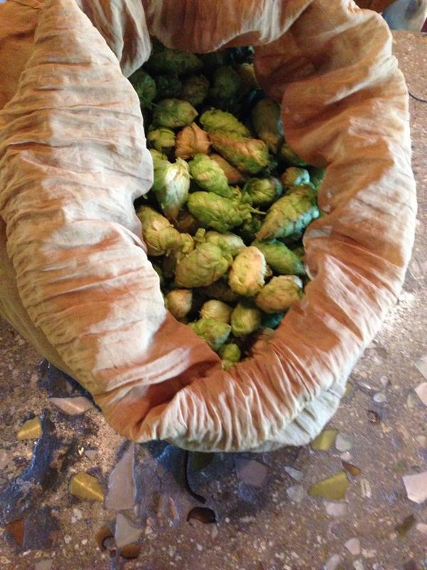 Wet Hop Citra IPA brewing today, ready in October! Pic: whole leaf wet citra hops from Jackson Farms in Idaho.