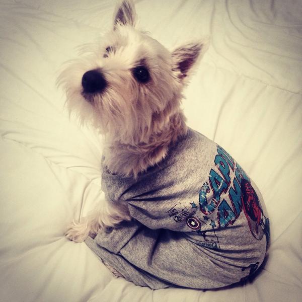 GavWonna's tweet image. @MetroUK @FrancescaM_87 B a hero keep donating TEXT MDOG57 £ amount to 70070 #Boogles #Dogselfie #ManchesterDogsHome