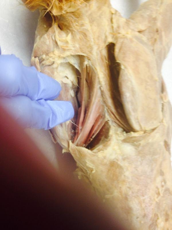premedgeek's tweet photo. Me working on my cat in anatomy class this week. We are learning the chest &amp; back muscles right now. http://t.co/IDMWIlUCHv