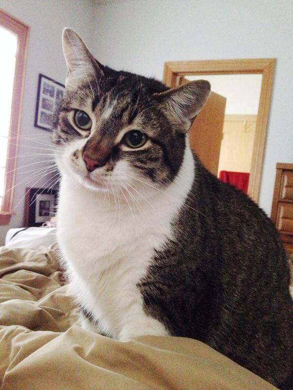 janacarson's tweet photo. "Are you *seriously* still in bed?" #nemocat http://t.co/DmEuFIt72H