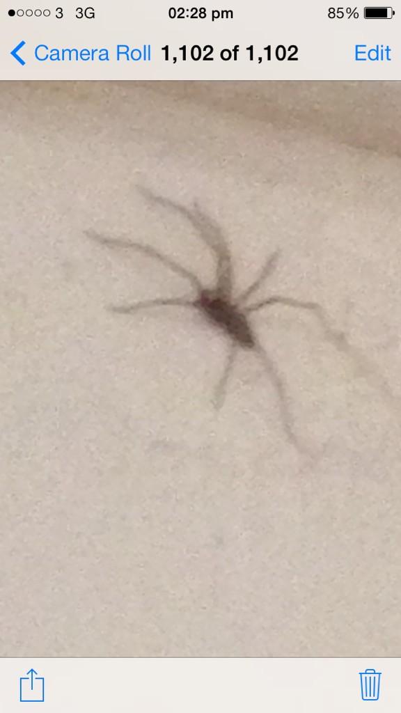 Aimeelouise_EFC's tweet photo. What the hell are these bad boys eating? #spider #selfie #SizeOfThat #Legs #ShittingIt #NoNeed #Creepy http://t.co/lIgtwk6TEA